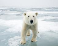 Adopt a polar bear WWF © Steven Kazlowski / WWF