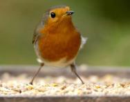 Robin at a bird feeder (image from the RSPB)
