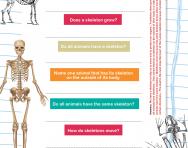 All about skeletons quiz worksheet