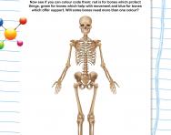 The human skeleton: different bones worksheet