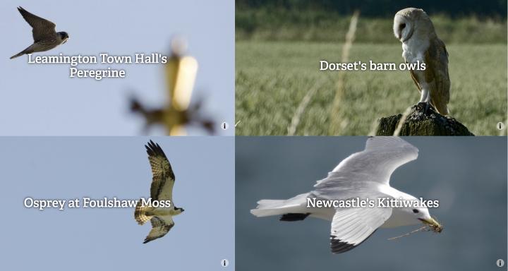 Webcams provided by Wildlife Trusts across the British Isles