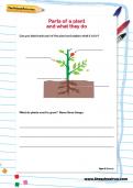 Parts of a plant and what they do worksheet