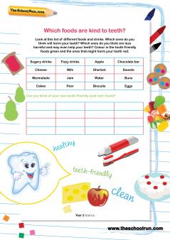 Teeth quiz worksheet Teeth quiz worksheet picture