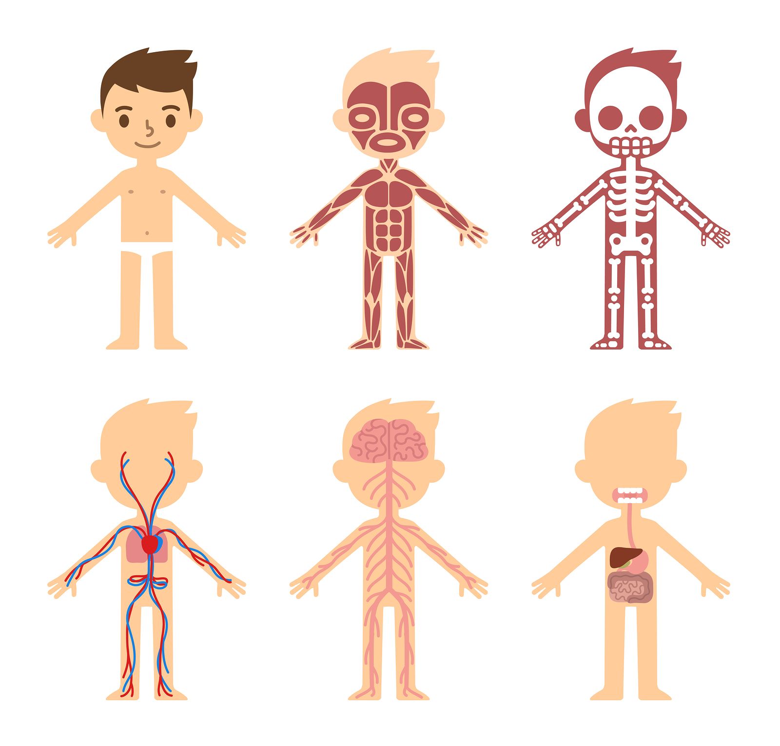 Human Body Systems Diagrams For Kids