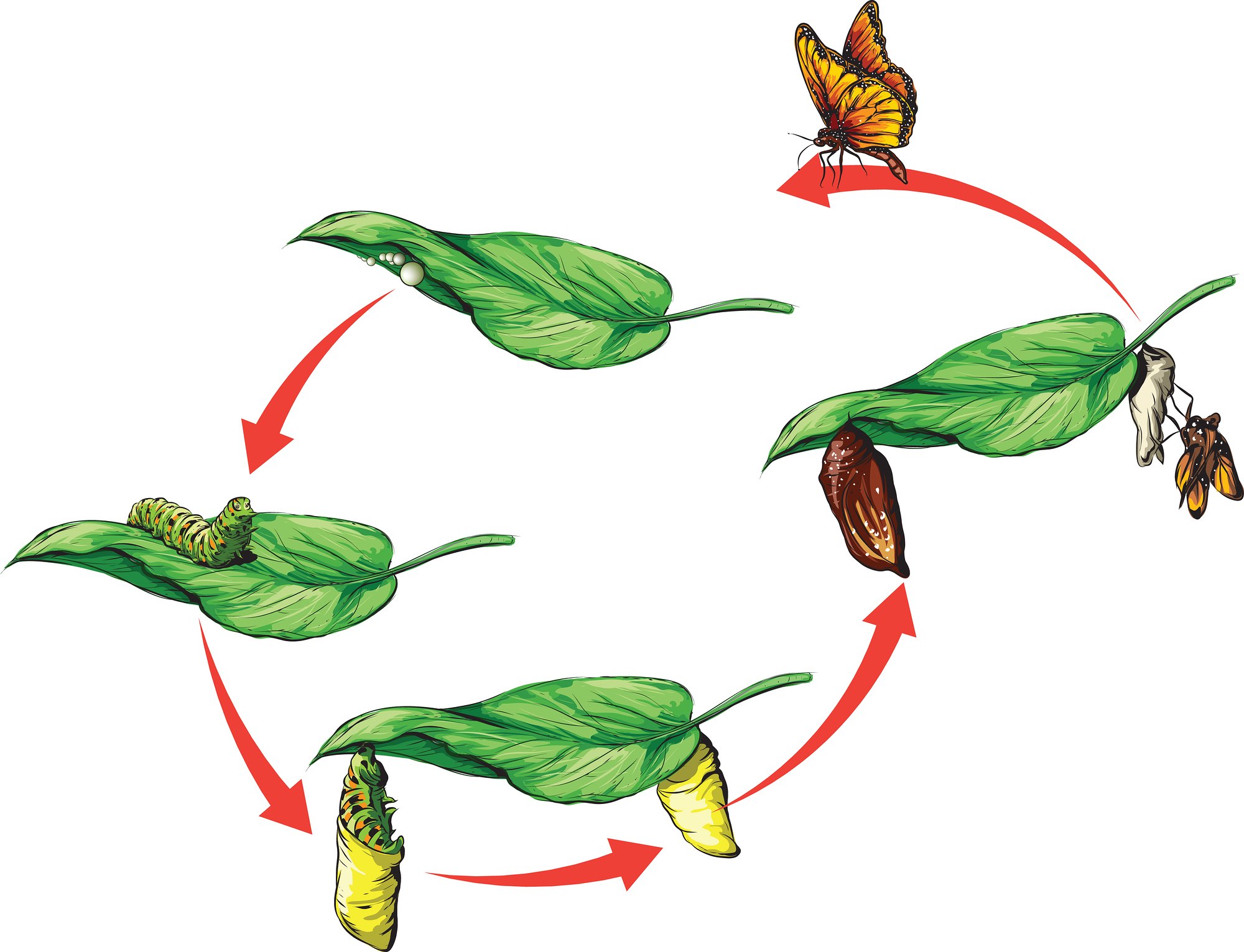 Diagram Of Life Cycle Of Butterfly