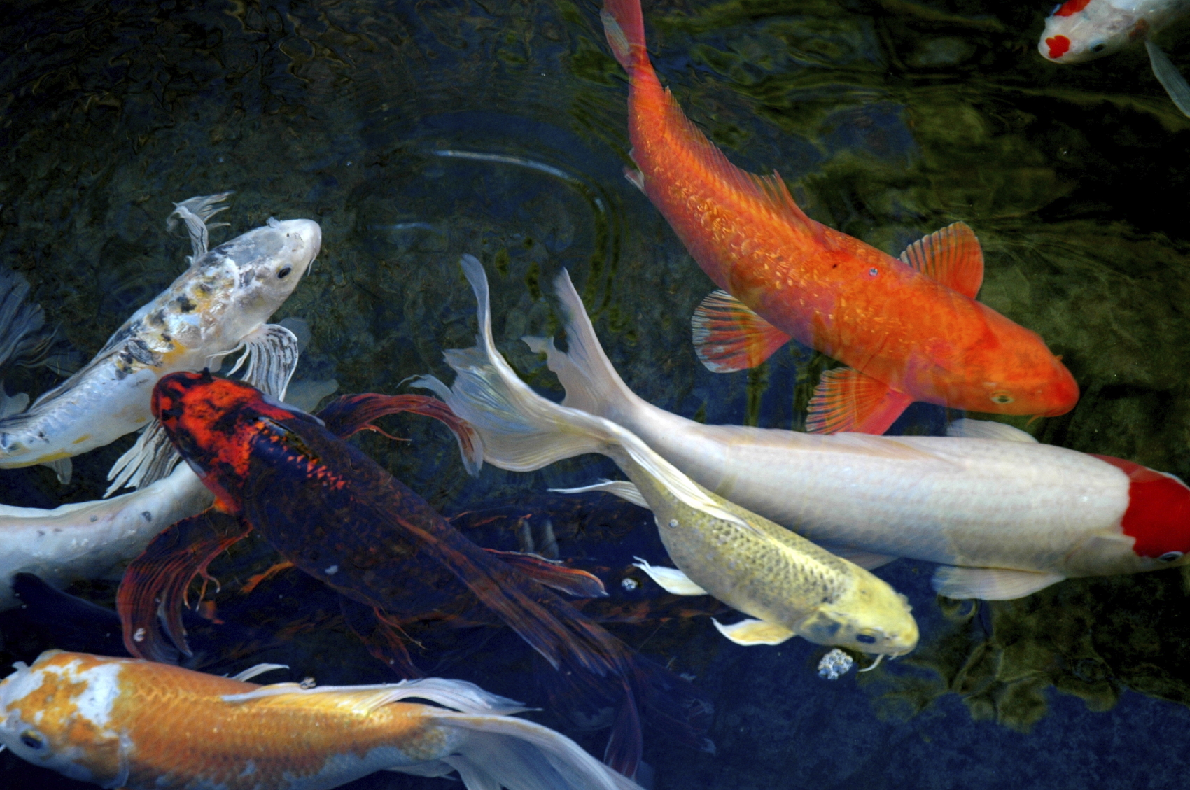 Exit dinosaurs, enter fishes