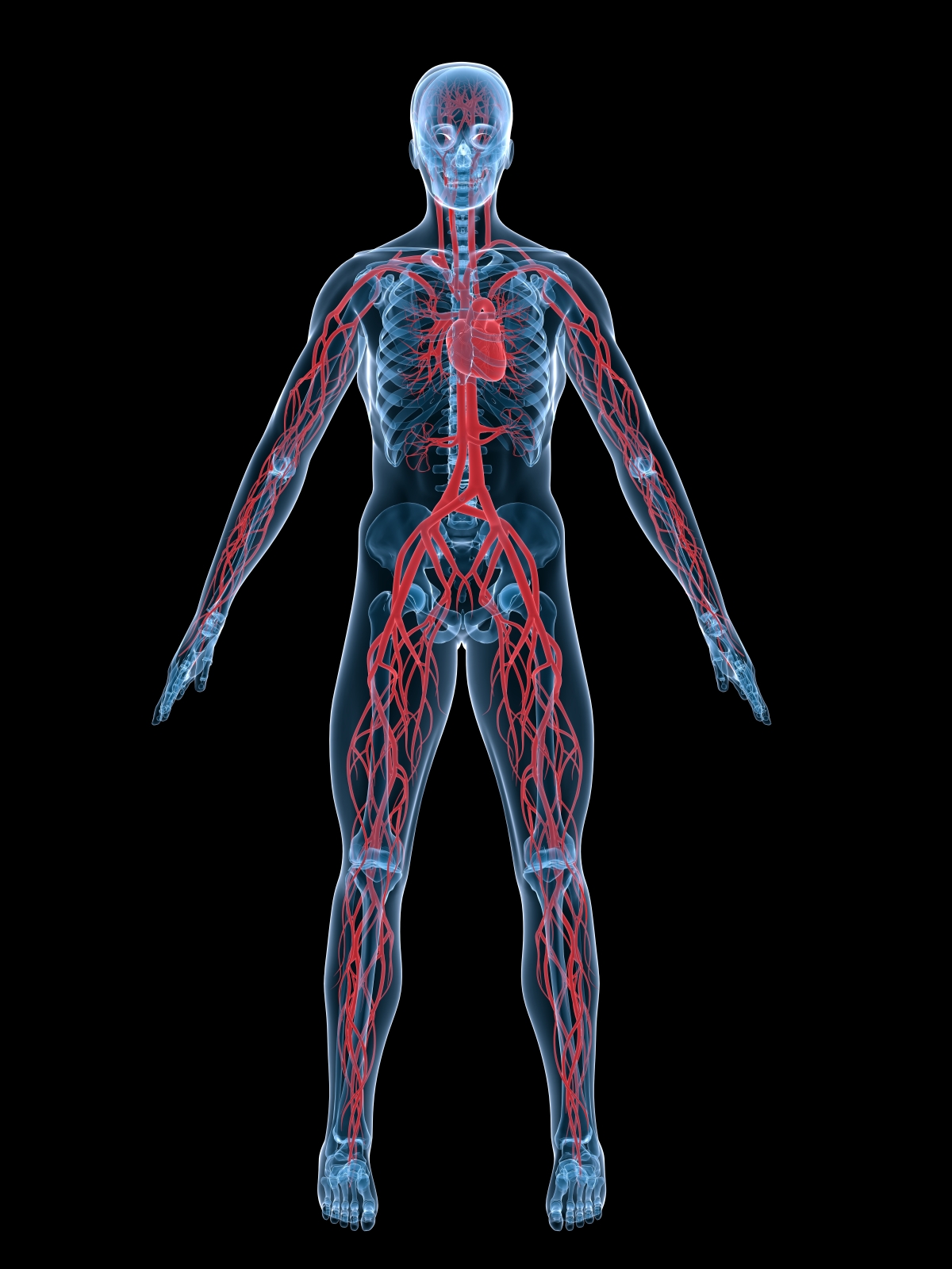 human circulatory system diagram labeled basic