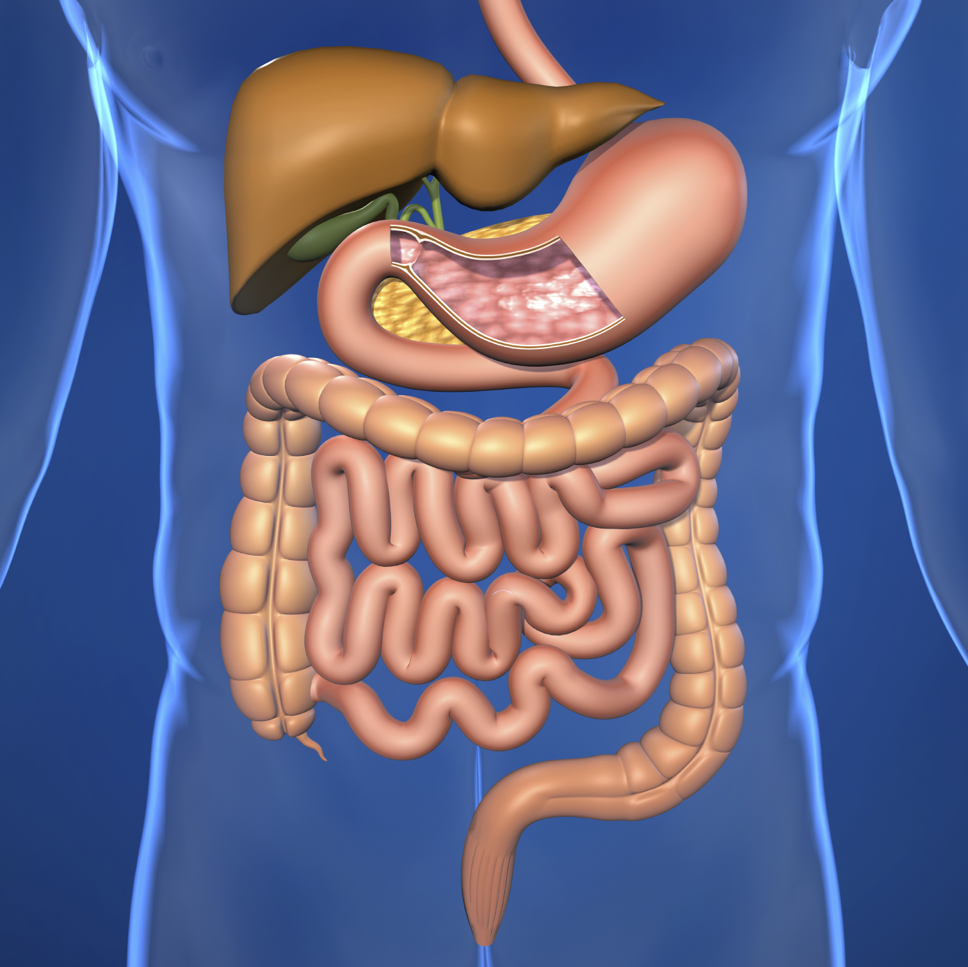 the digestive system homework