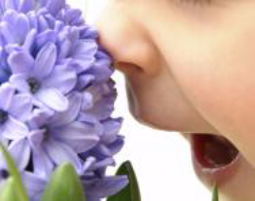 Our senses | TheSchoolRun Our senses | TheSchoolRun