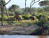 African elephants in a savannah habitat African elephants in a savannah habitat