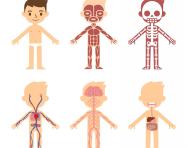 Anatomy for kids Anatomy for kids