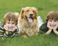 Brothers in the park with their dog Brothers in the park with their dog