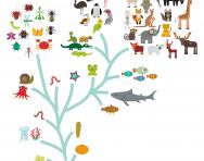Evolution in biology Evolution in biology
