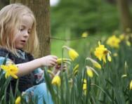 Girl and daffodils - spring learning activities Girl and daffodils - spring learning activities
