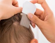 Headlice comb checking Headlice comb checking
