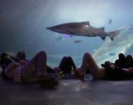 © National Marine Aquarium © National Marine Aquarium