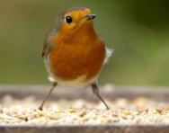 Robin at a bird feeder (image from the RSPB) Robin at a bird feeder (image from the RSPB)