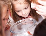 School goldfish School goldfish