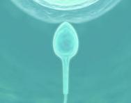 Sperm and egg Sperm and egg