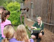 Walking with lemurs at Howletts Wild Animal Park Walking with lemurs at Howletts Wild Animal Park