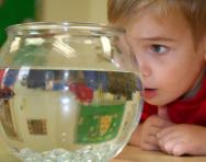 Boy looking at goldfish Boy looking at goldfish