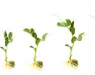 Plant shoot growing Plant shoot growing
