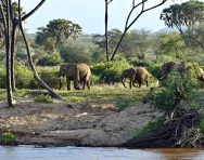 African elephants in a savannah habitat African elephants in a savannah habitat