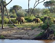 African elephants in a savannah habitat