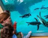 © Edinburgh Zoo © Edinburgh Zoo