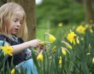 Girl and daffodils - spring learning activities