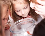 School goldfish School goldfish