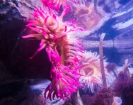 Sea Life Brighton Credit Julia Claxton