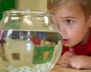 Boy looking at goldfish Boy looking at goldfish