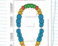 All about teeth worksheet