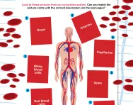 Blood and circulation worksheet