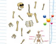 Boneyard Bill: build your own skeleton