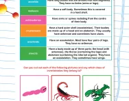 Classifying invertebrates worksheet