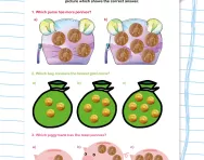 Comparing numbers of coins