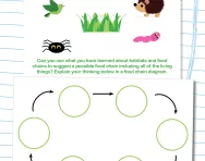 Draw a food chain diagram worksheet