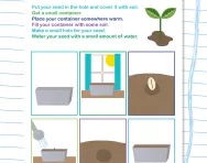 How do seeds grow worksheet