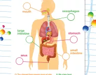 How nutrients are transported in humans worksheet