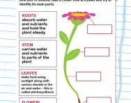 Identify the parts of a plant worksheet