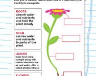 Identify the parts of a plant worksheet