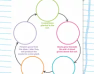 Illustrate a plant's life cycle
