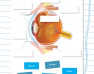Label a human eye worksheet