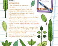 Looking at leaves activity