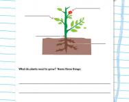 Parts of a plant and what they do worksheet