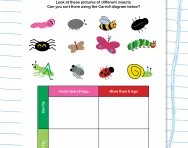 Sorting minibeasts worksheet