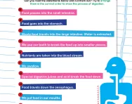 The digestive process worksheet