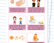 The human life cycle worksheet